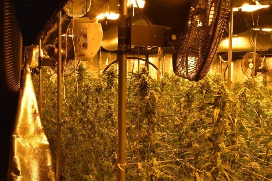 Rund 1800 Cannabispflanzen konnte die Polizei sicherstellen.