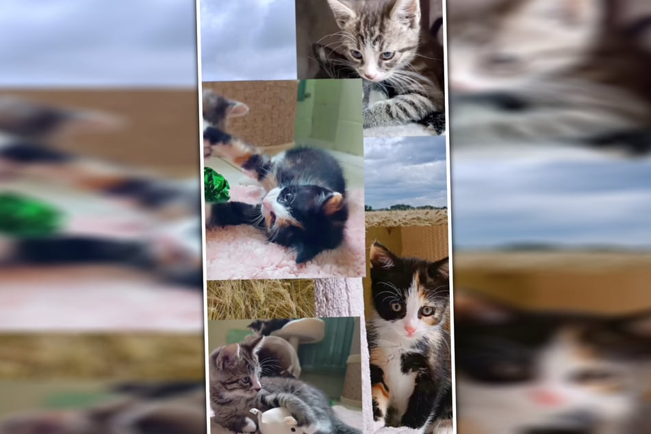 Die 17 süßen Katzenkinder sind bereit, in ein neues Zuhause zu ziehen.