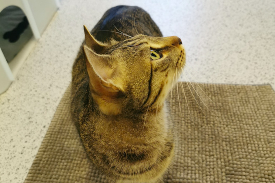 Speedy ist verspielt und wünscht sich ein Partnertier, mit dem er toben kann.