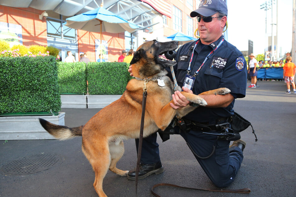 In den USA gibt es kein flächendeckend einheitliches Konzept zum Training von Polizeihunden. (Symbolfoto)