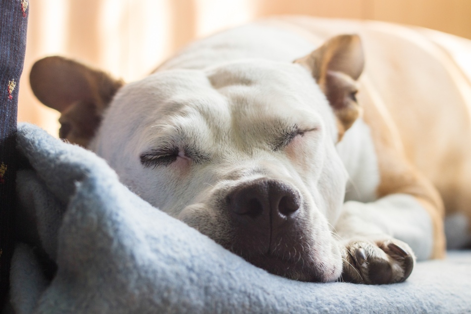 Manche Hunde mögen es, wenn ihr Kopf beim Schlafen gestützt wird.