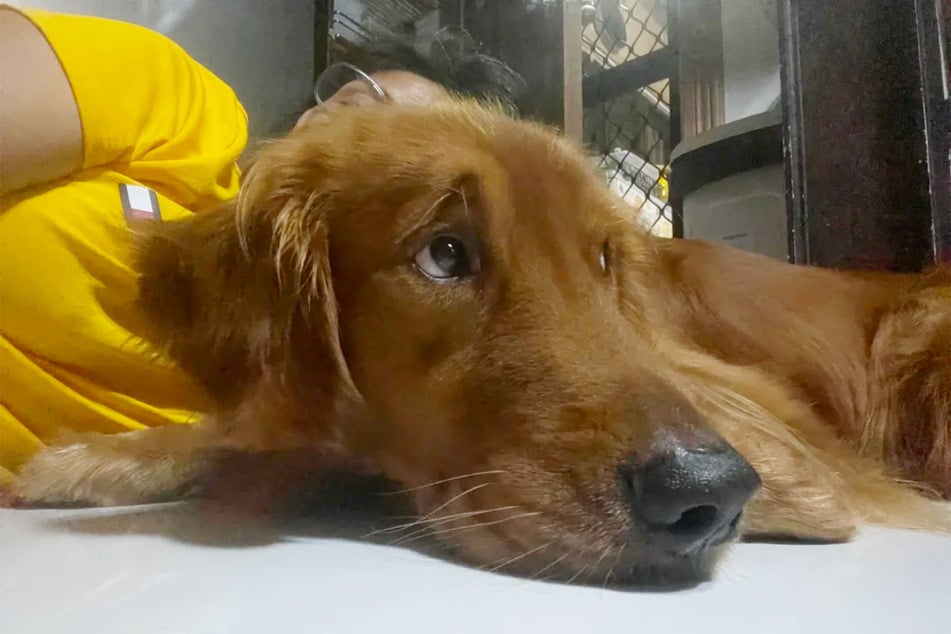 Un regard qui en dit long : le chien Chief (3) a beaucoup souffert de la séparation d'avec sa maîtresse.