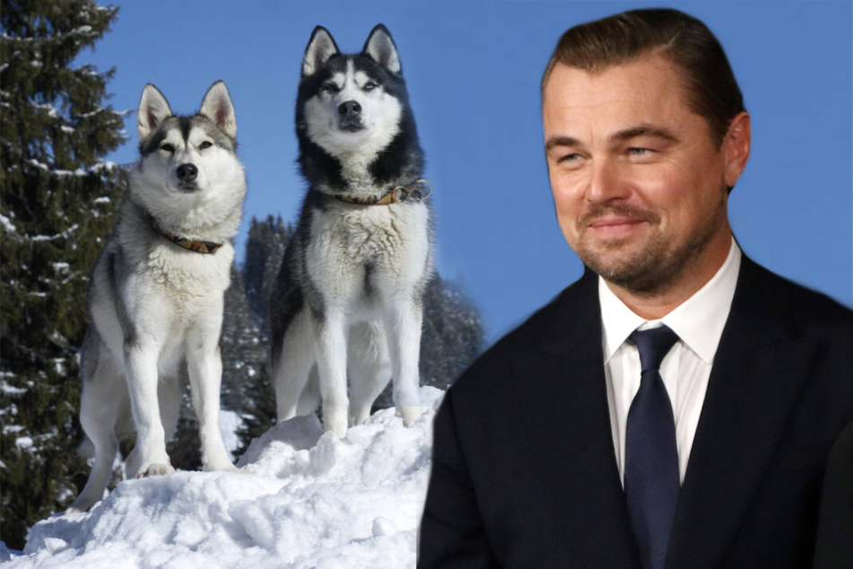 "I'll never let go": Leonardo DiCaprio jumps into frozen lake to save his pups