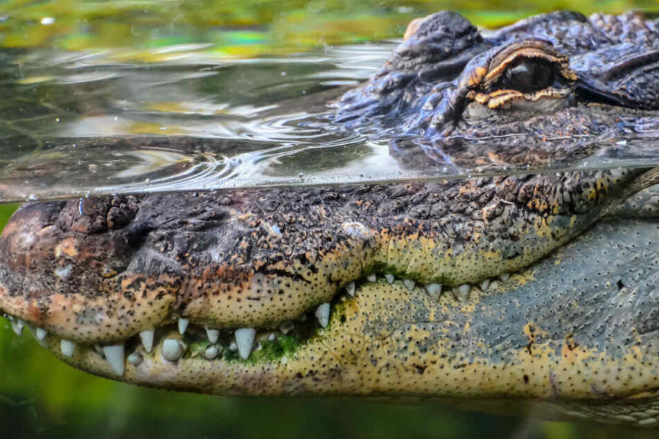 In einem Fluss lauerte die Gefahr, die Sidik Kamseno das Leben kostete. (Symbolbild)
