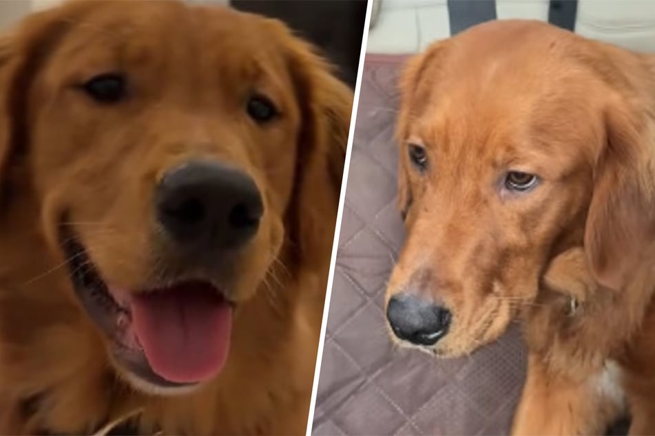 Golden Retriever je naštvaný: Důvod rozesmívá tolik lidí