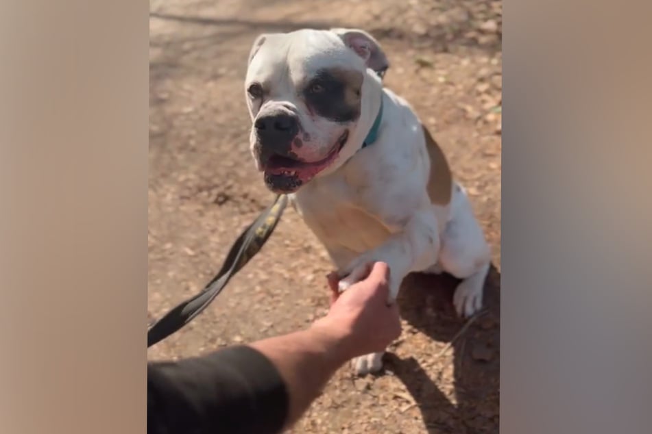 Der fünfjährige Rüde Bernie zeigt sich im Alltag ausgeglichen und menschenbezogen.