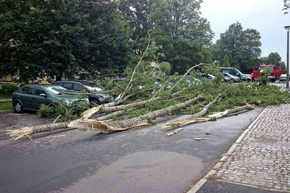 In der Ikrutsker Straße krachte ein Baum auf mehrere Autos.