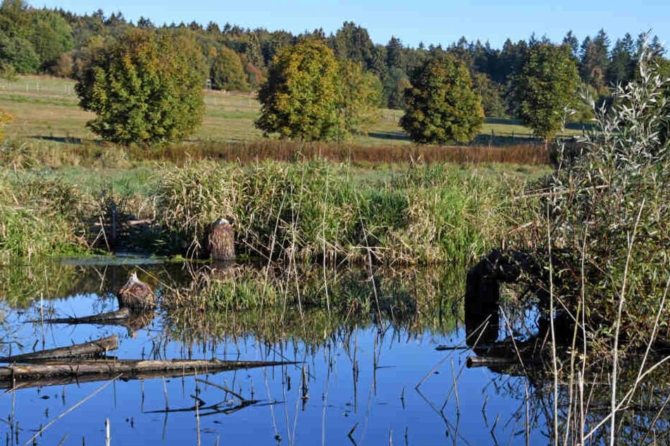 Biber auf dem Vormarsch: Durch einen Damm erschuf er Nager den Teich im Westerwald.