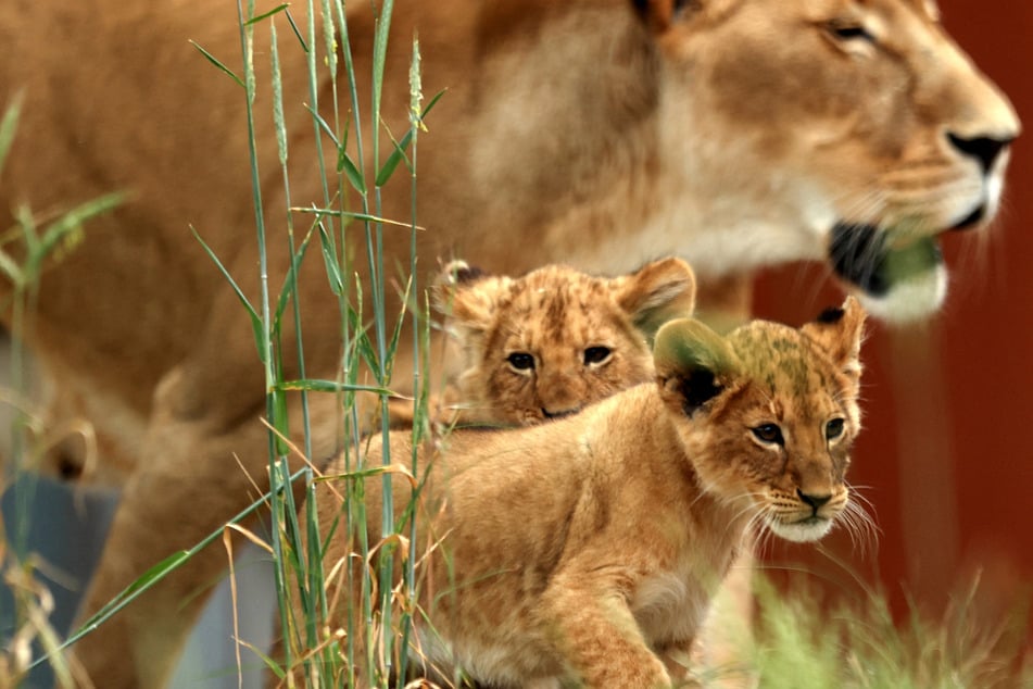 Letztes Jahr kamen im August fünf Löwenjunge auf die Welt, zwei davon sind in diesem Foto zu sehen.