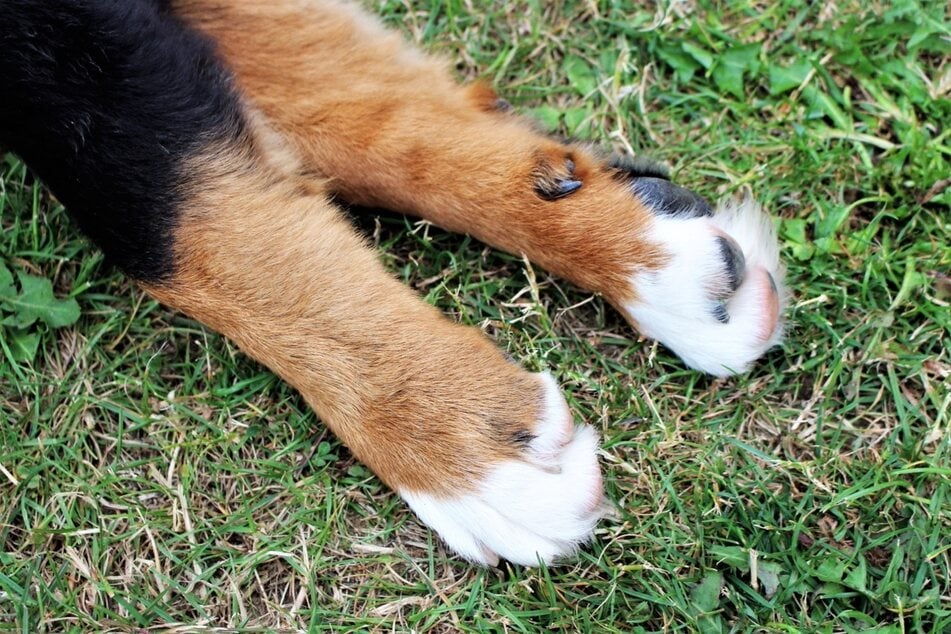 A dewclaw is an additional claw that has no functional use for a domesticated doggo.