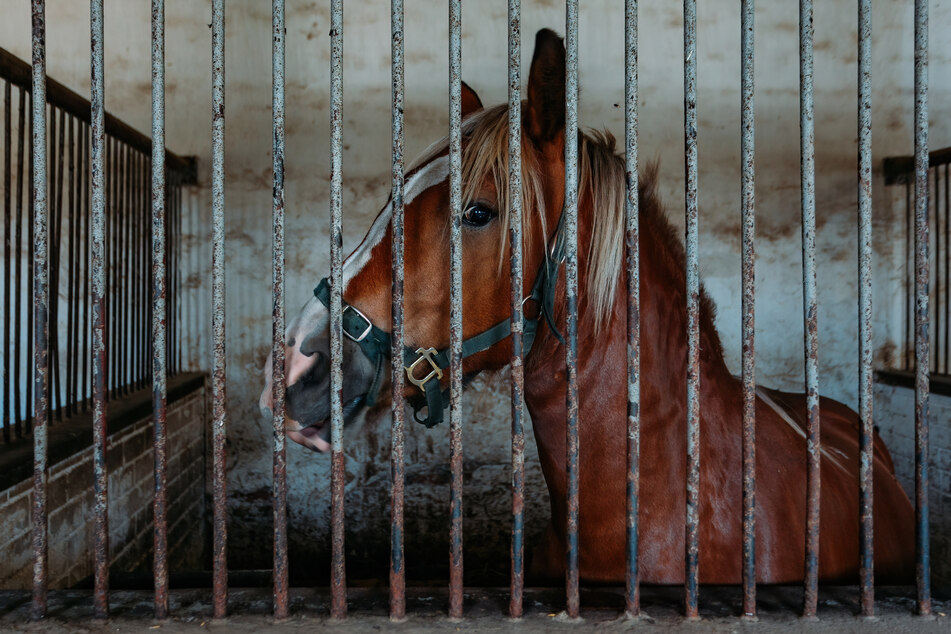 Ein Pferd musste bei den Magdeburger Renntagen eingeschläfert werden, nachdem es sich heftig verletzt hatte. (Symbolbild)