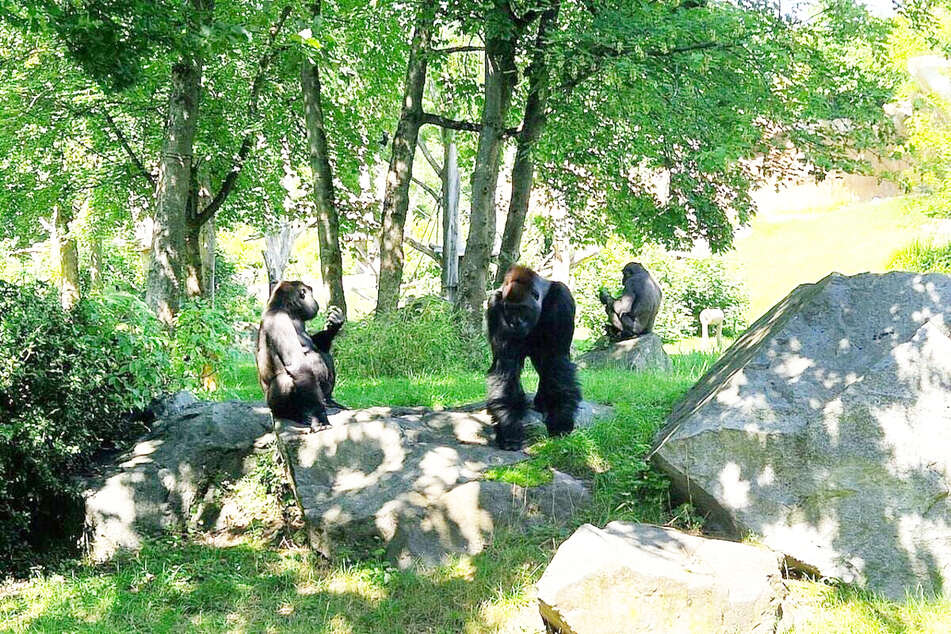 Zwei Gorillas aus dem Zoo Leipzig verstarben an einer Infektion mit Coli-Bakterien.