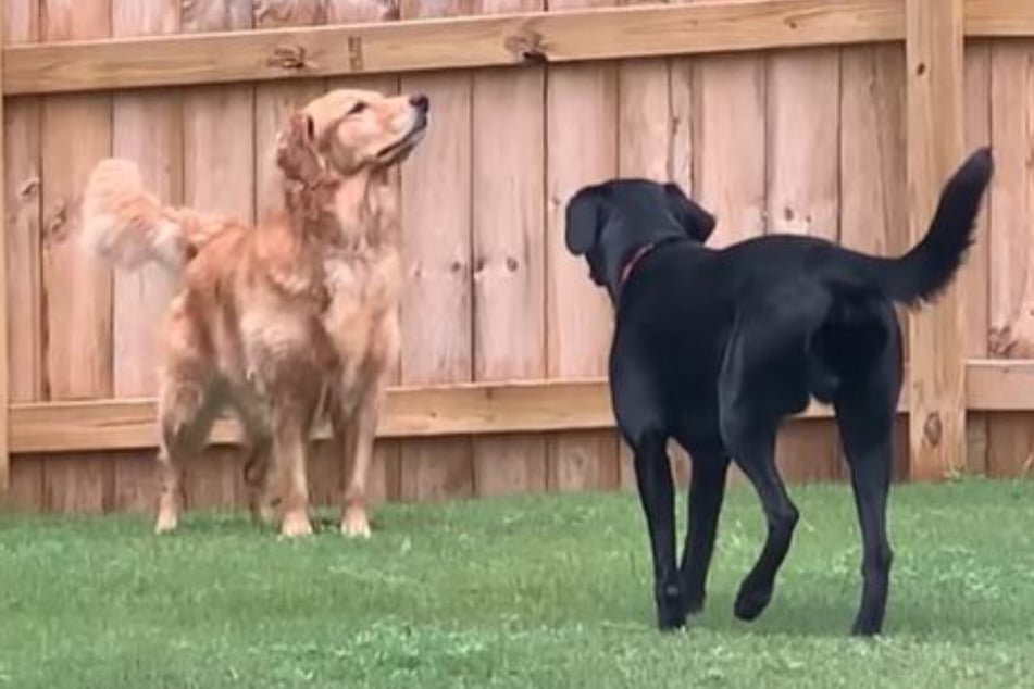 Labrador trifft auf Golden Retriever: Was dann folgt, ist urkomisch