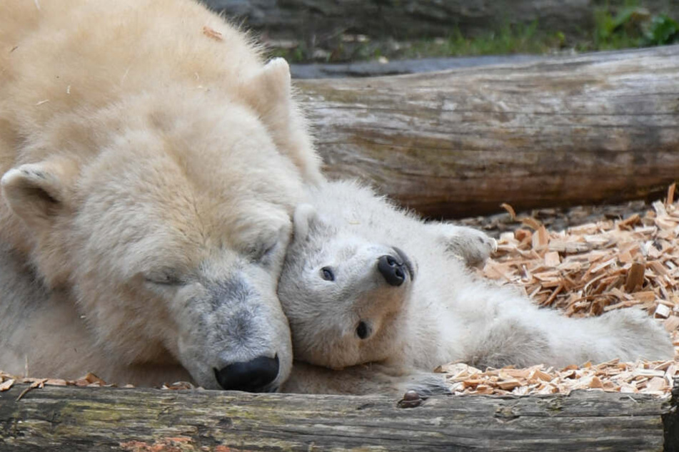 Am Dienstag findet im Berliner Tierpark die Taufe von Eisbärin Tonjas Nachwuchs statt.