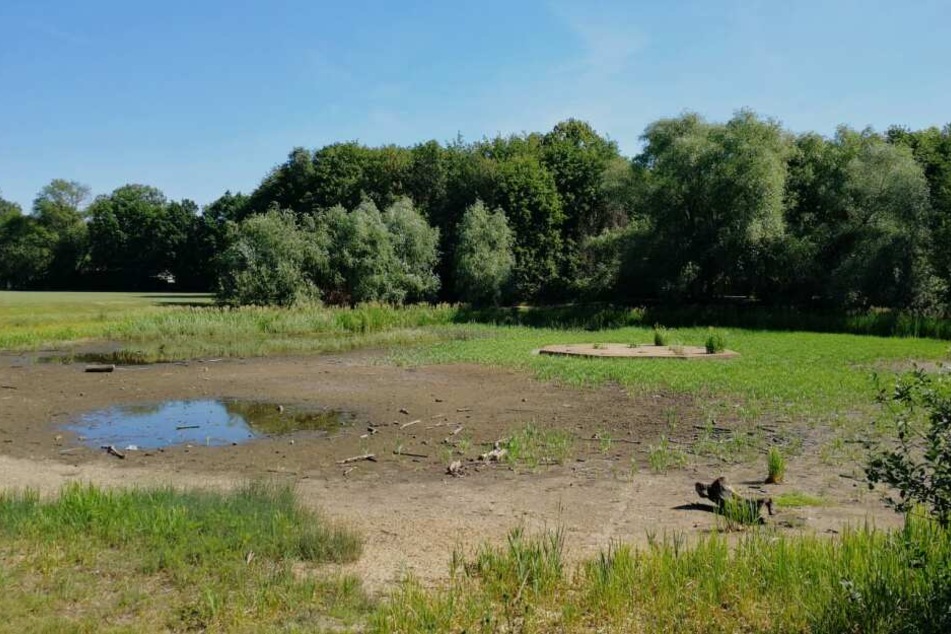 Eine kleine Pfütze befindet sich im Rosentaler Teich. Die Aufnahme ist vier Wochen alt. Mittlerweile ist der Teich staubtrocken.