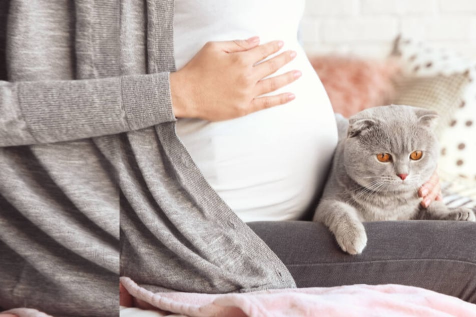 Katzen in der Schwangerschaft: Welche Gefahr droht wirklich?