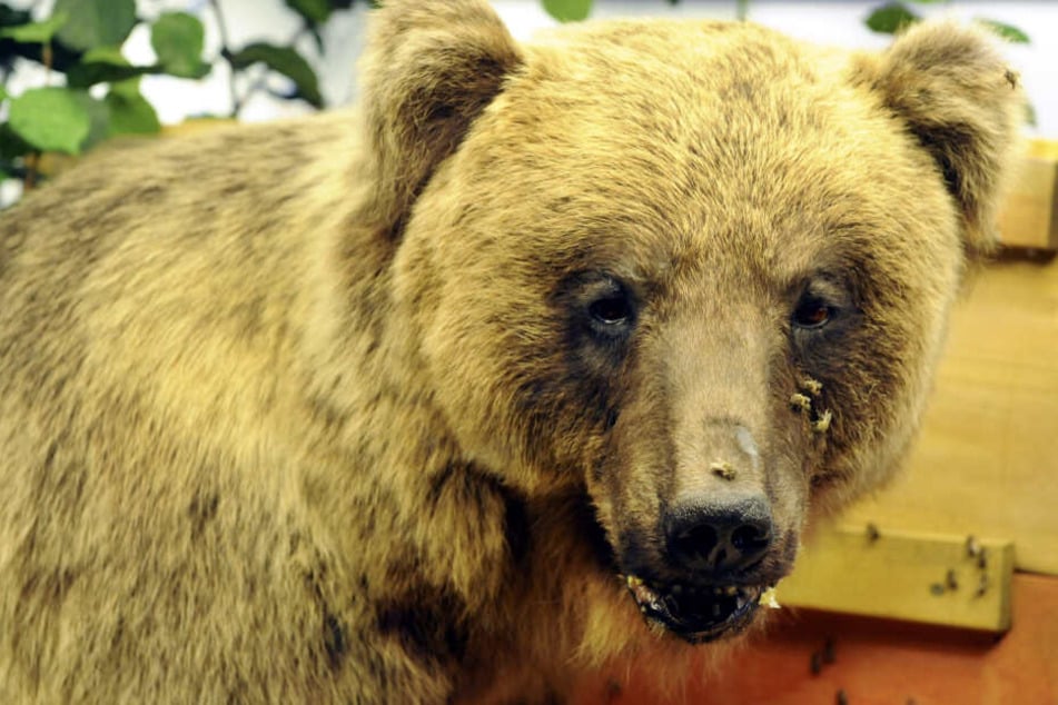 Der ausgestopfte Braunbär "Bruno", aufgenommen im Museum Mensch und Natur.