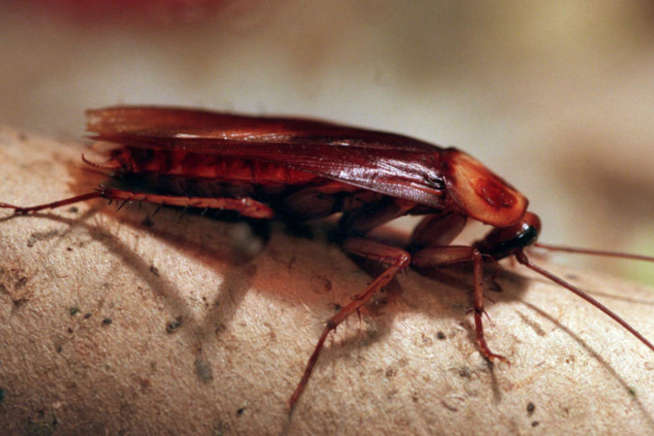 Bereits im September musste die Schule wegen Insekten-Befall geschlossen werden (Symbolfoto).