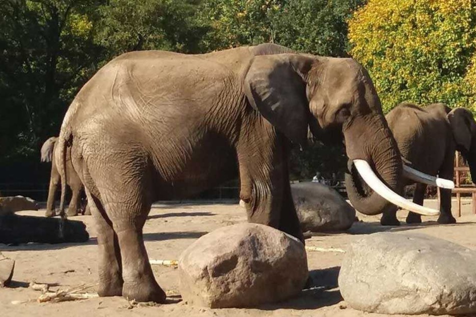 "Callboy" Tembo: Der neue Lover der Elefantendamen wird noch streng von der Öffentlichkeit abgeschirmt.