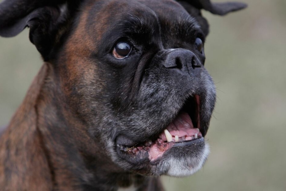 Ein Labrador-Boxer-Mischling verbiss sich im Rücken des kleinen Terriers, biss ihn beinahe zu Tode (Symbolbild).