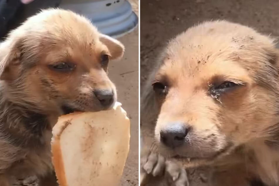 Nein, wie süß! Welpe Gunnar bietet seinen Retter ein Stück Toast an.