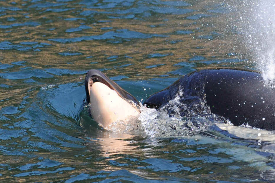 Seit Tagen kann sich die Orca-Mutter nicht von ihrem toten Jungen trennen.
