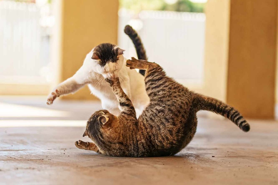 Auseinandersetzungen zwischen den Tieren kommen vor. Passiert das ständig, müssen Katzenbesitzer handeln.