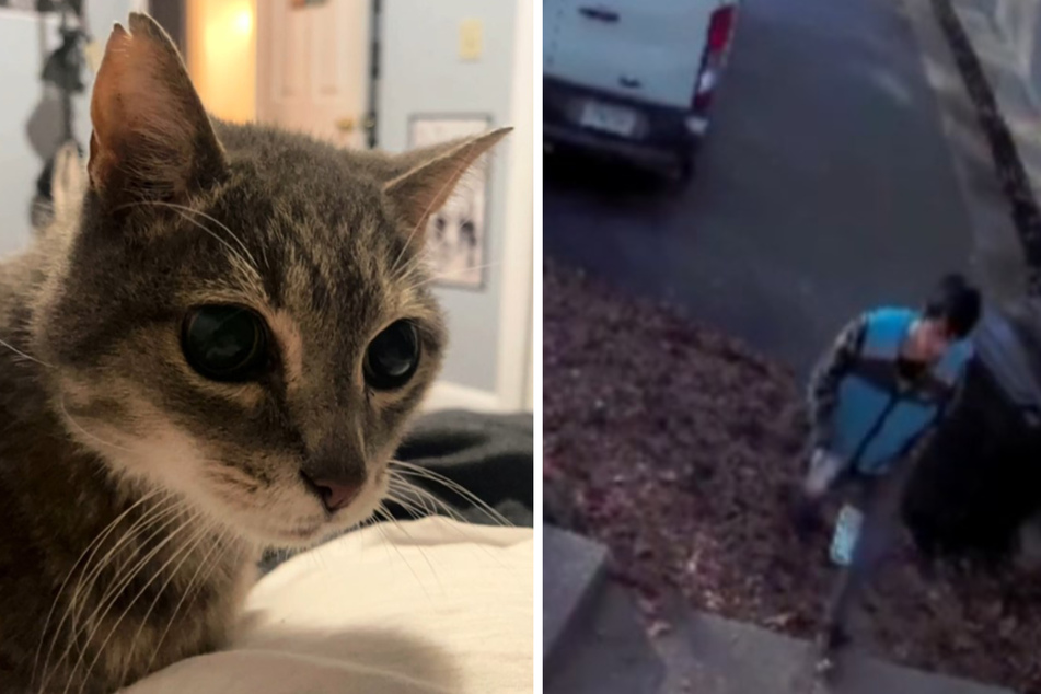This delivery driver had no idea that the cat he liked to pet had passed away.