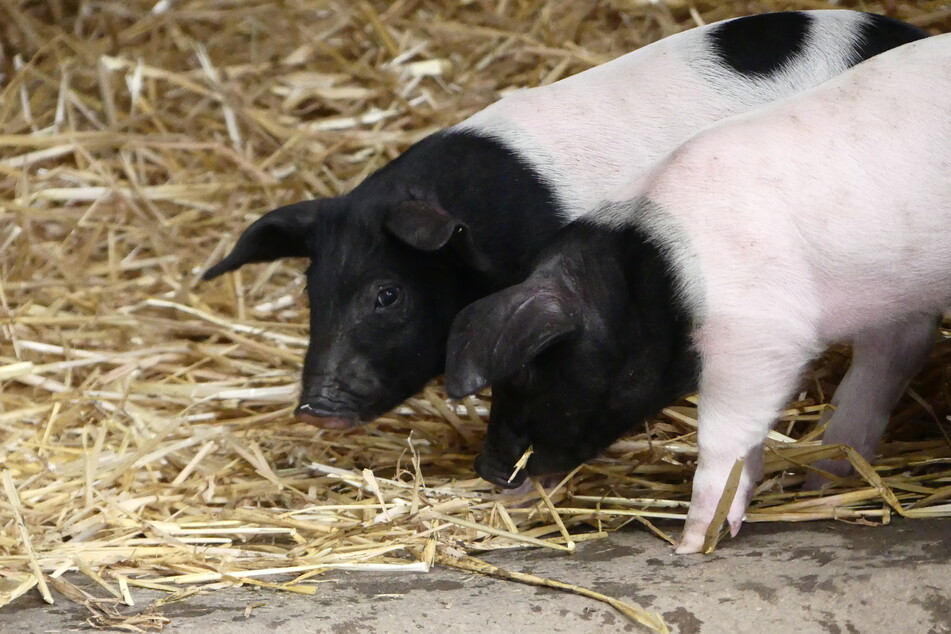 Die Schweinchen können ab sofort auf dem Clemenshof im Kölner Zoo besucht werden.