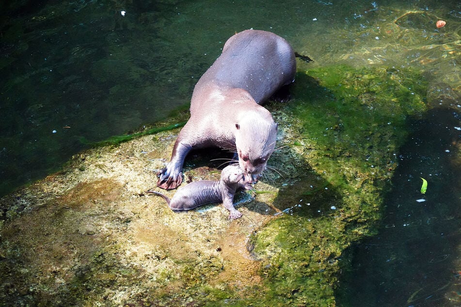 Vor wenigen Wochen erblickte das Otterbaby das Licht der Welt.