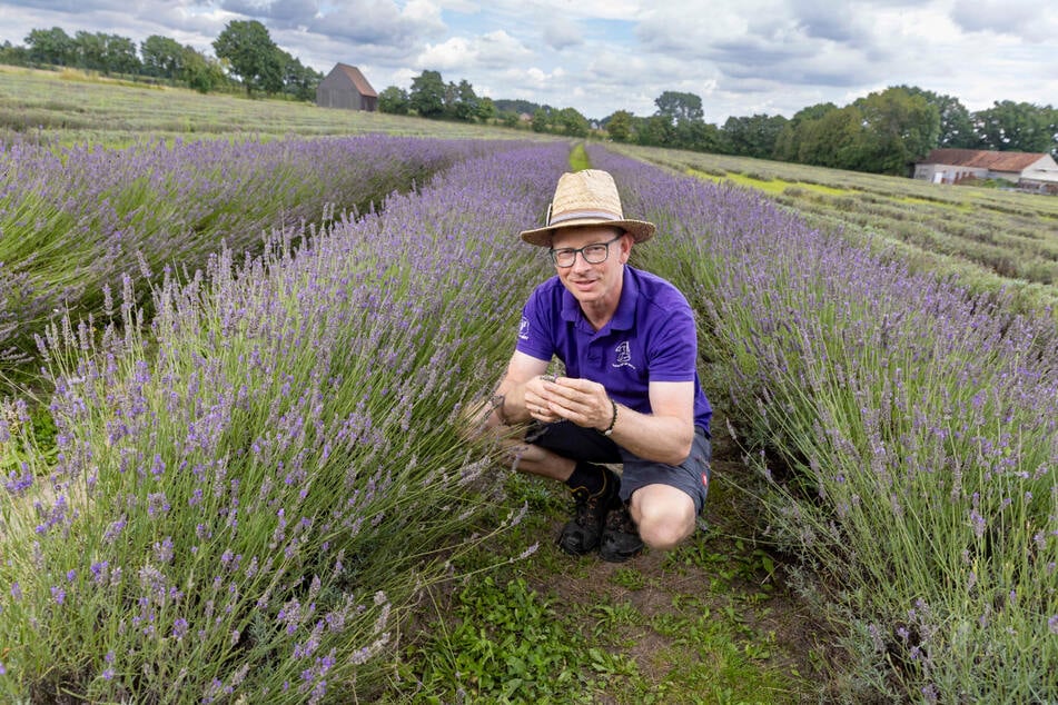 Der Vorstandsvorsitzende der Agrargenossenschaft, Andreas Graf (48), freut sich, die Provence nach Sachsen geholt zu haben.
