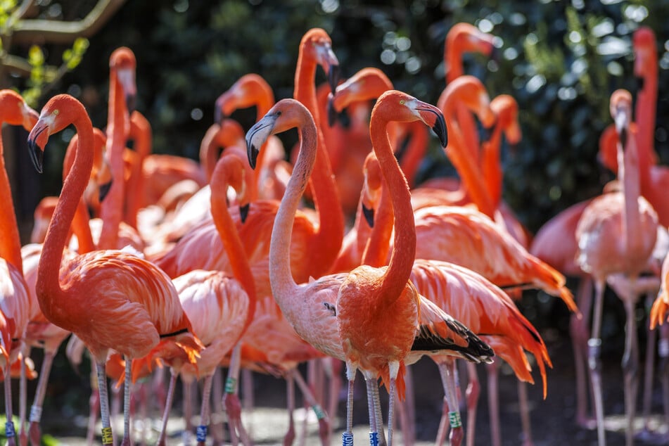 Flamingos bevorzugen vor allem tropische Regionen wie Südamerika oder die Karibik - doch auch in Europa haben sich bereits einige Bestände angesiedelt.