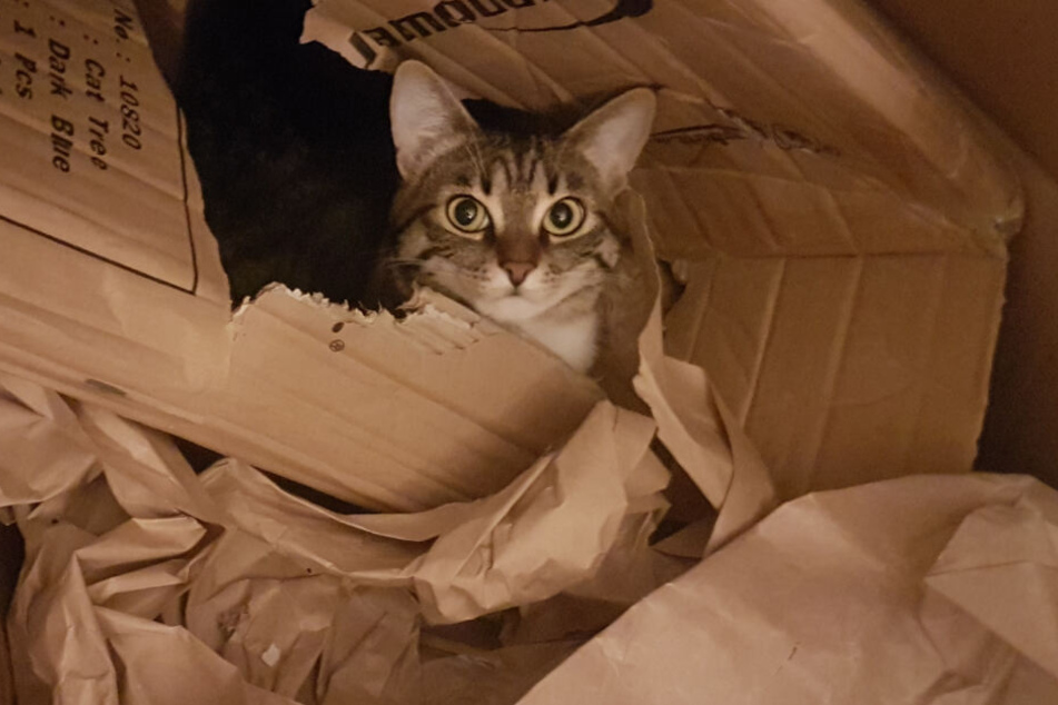 Eine Katze hockt zwischen Kartons.