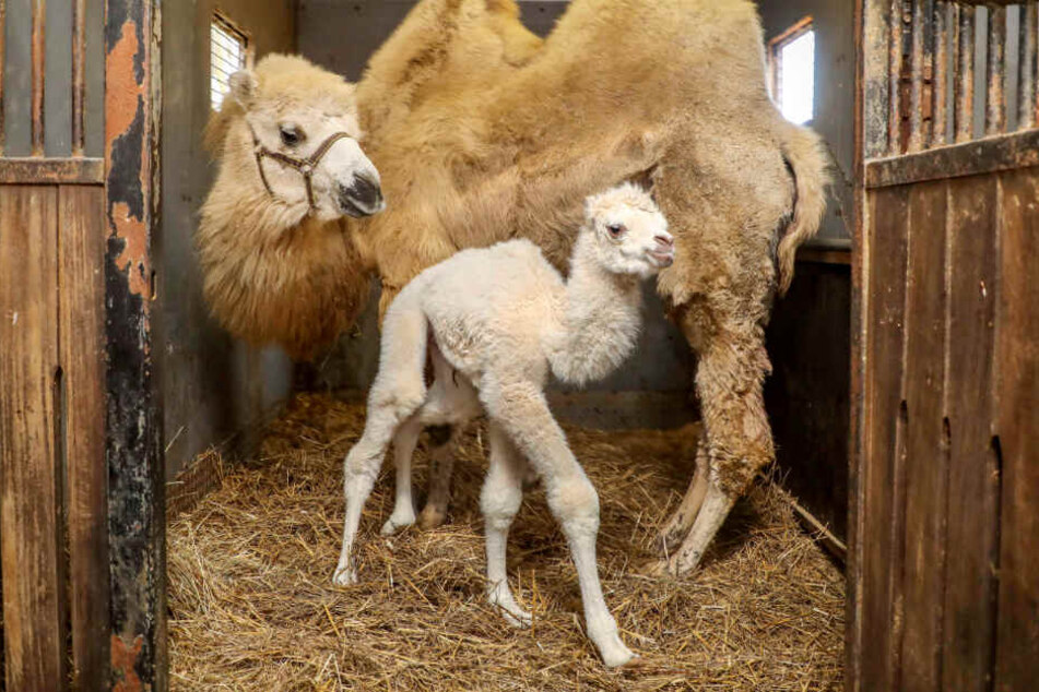 Das Kamel-Baby wurde mit seltenem weißen Fell auf die Welt gebracht. (Symbolfoto)