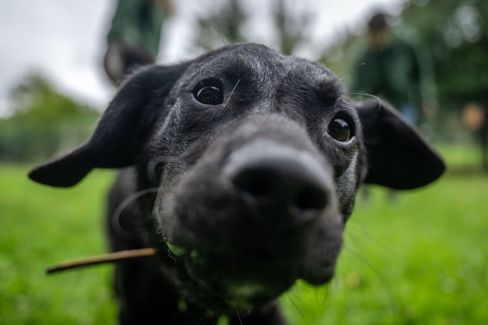 Mischlingshund Piet (2) beim Spielen.