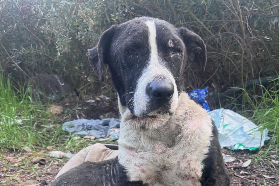 Die Hündin bestand nur noch aus Haut und Knochen, als sie entdeckt wurde.