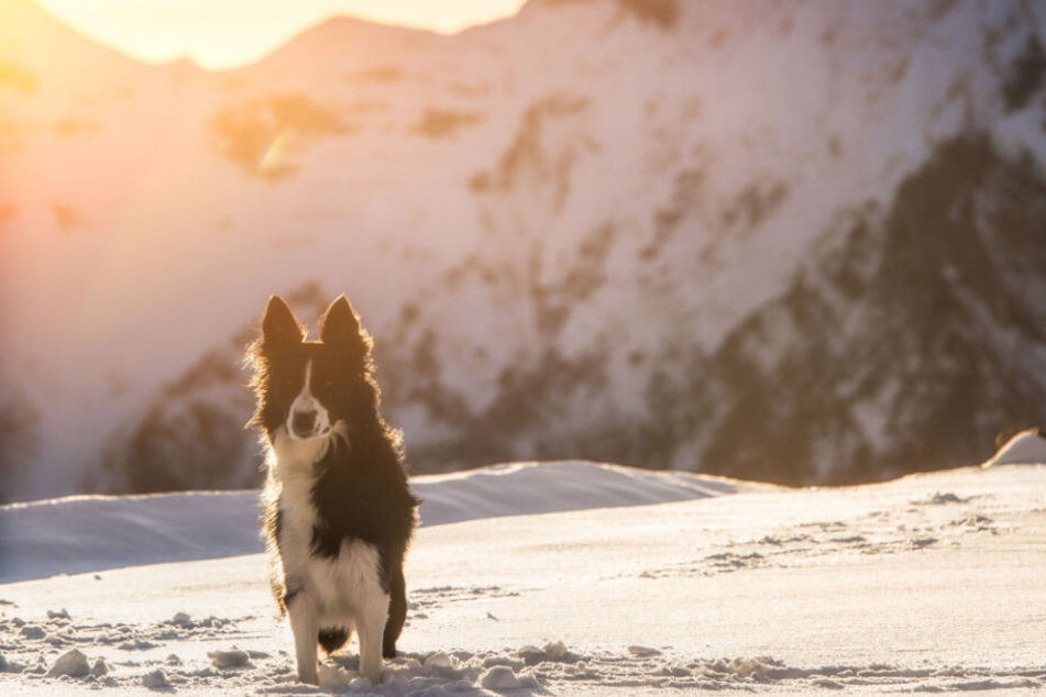 Ein Hund kaperte in Frankreich eine Skipiste. (Symbolbild)