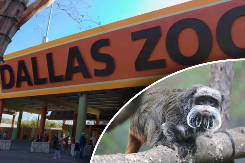 Serientäter hat schon wieder zugeschlagen: Zwei Affen aus Zoogehege entführt!