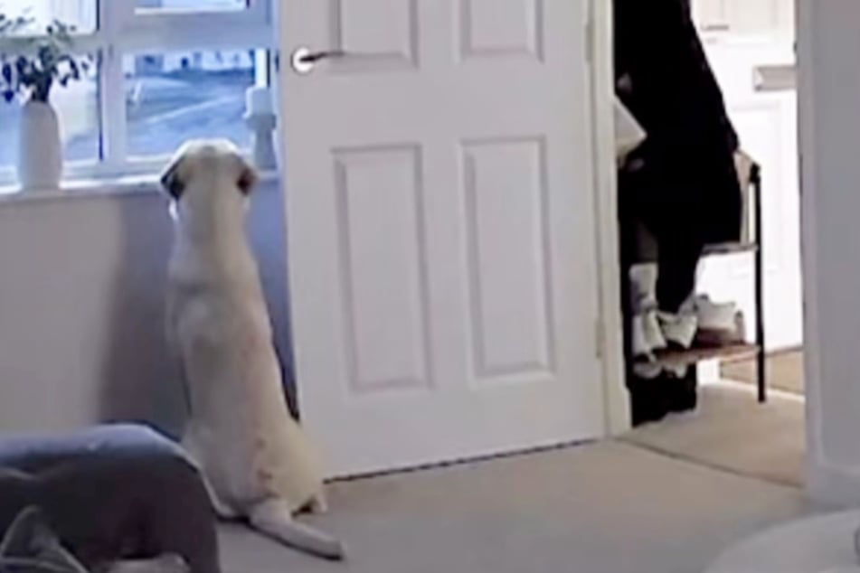 Im Video sitzt Bagel unter anderem am Fenster, wartet sehnsüchtig auf sein Frauchen.
