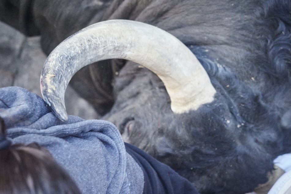 Ausgebüxter Stier wird wütend: Landwirt durch die Luft geschleudert, Frau im Krankenhaus