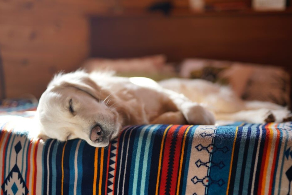Hunde brauchen einen Rückzugsort, um bis zu 20 Stunden am Tag schlafen zu können.