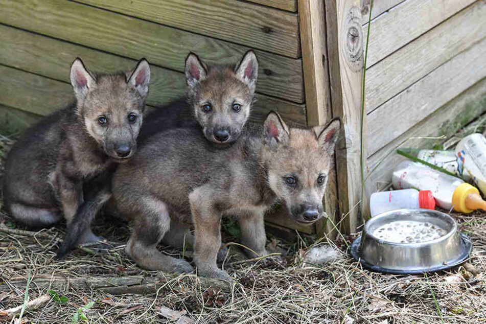 Noch etwas schüchtern wirken dir drei 32 Tage alten Wolfswelpen im Freigehege im Wildpark Schorfheide.