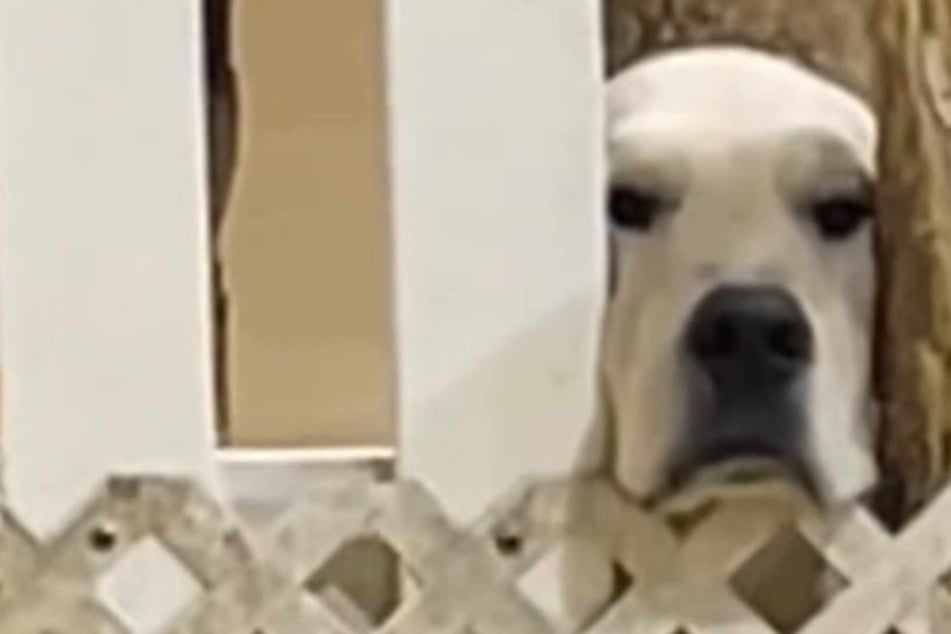 Golden retriever gets big mad when he catches owner playing with other dogs: "How dare?!"