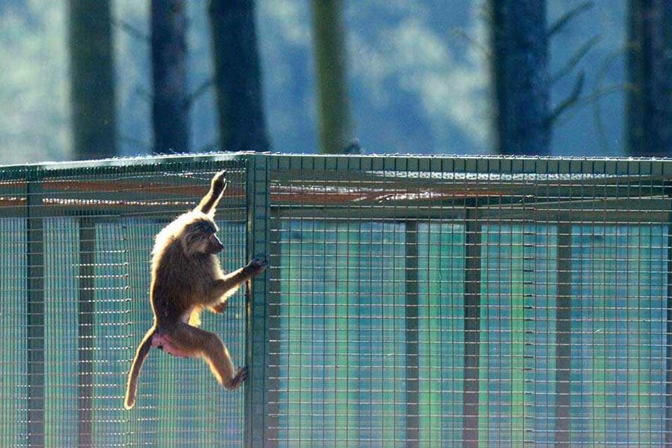Zuletzt waren im Mai 2016 im Serengeti Park in Hodenhagen (Niedersachsen) mehrere Paviane ausgebüxt.