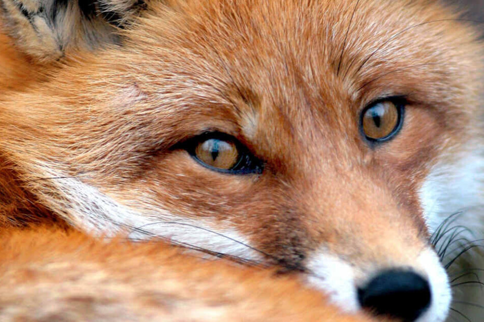 Ein Fuchs wurde in Oberfranken durch Polizisten getötet. Das hat nun Konsequenzen. (Symbolbild)