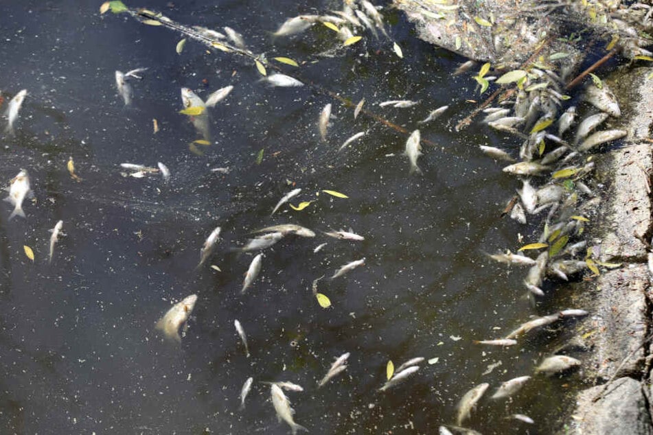 Die Fische können nicht mehr atmen und sterben. (Symbolbild)
