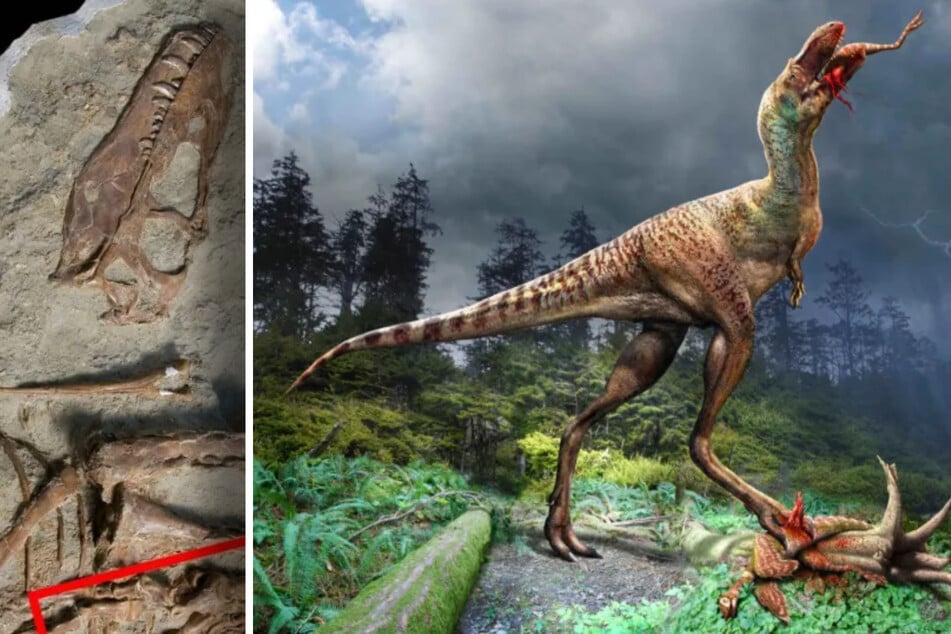 Spektakuläres Tyrannosaurus-Fossil: Das hat der Dino zuletzt gefressen