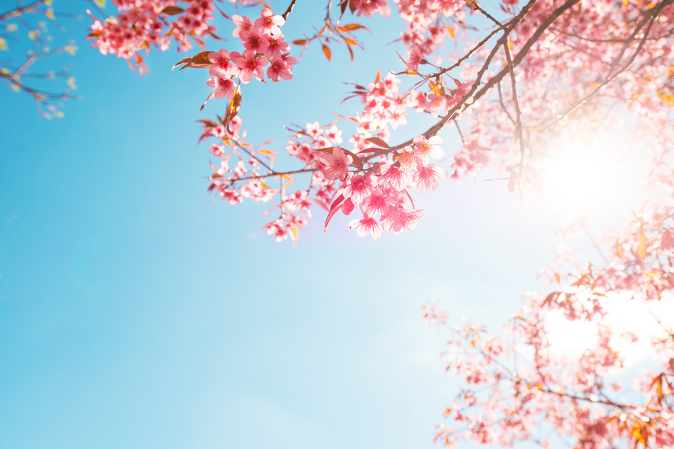 In Japan wird mit "Hanami", der Blütenschau, der Frühling begrüßt.
