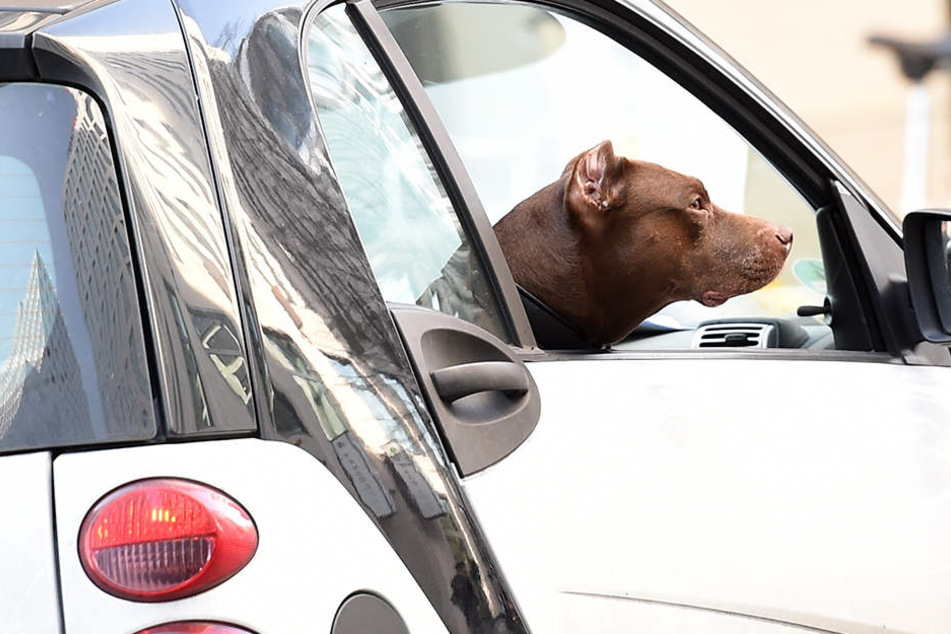 Hunde sollten auch im Auto immer "angeschnallt" sein!