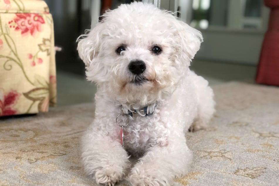 The Bichon frisé is a strange little dude, and deserves more respect.